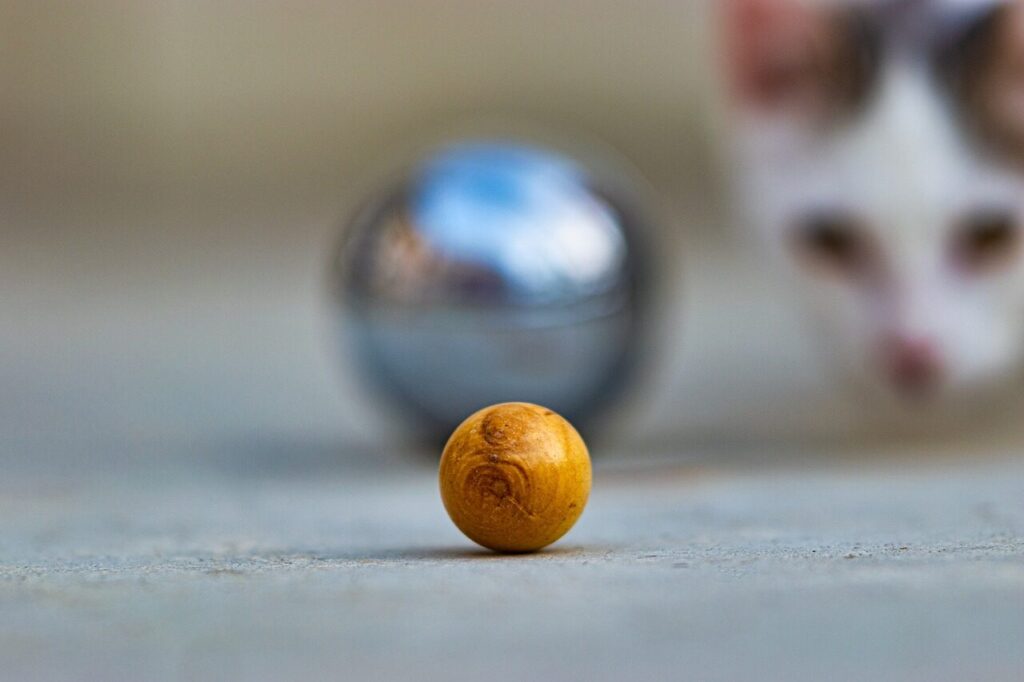 cat, ball, kitten, steel, petanque, animal, jack, pet, game, to look at